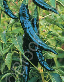 Capsicum chinense 'Pasilla Bajio'